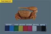 藏品(粗腿擬瘦招潮蟹)的圖片